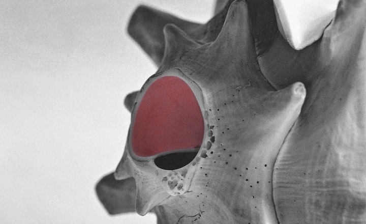 Schwarz-weiße Nahaufnahme einer Muschel, deren zentrale Öffnung handkoloriert in Rubinrot hervorgehoben ist.