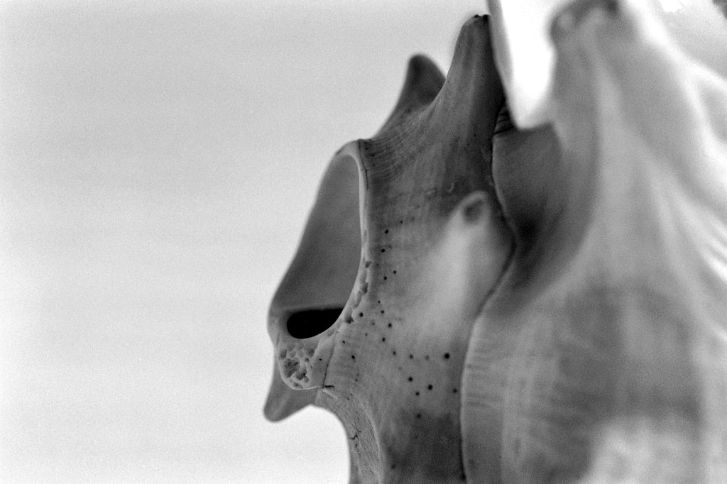 Kathleen Jahn | Der Mund Nahaufnahme einer Muschel in Schwarz-Weiß, mit deutlich sichtbarer Öffnung und feiner Oberflächenstruktur.