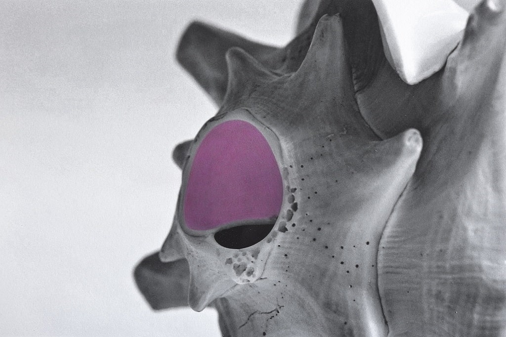 Kathleen Jahn | Klangfarbe Fuchsia Schwarz-weiße Nahaufnahme einer Muschel, deren zentrale Öffnung handkoloriert in kräftigem Fuchsia hervorgehoben ist.