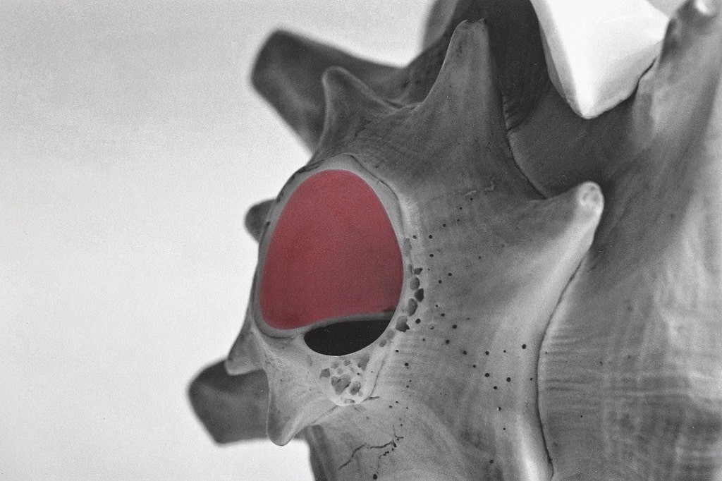 Kathleen Jahn | Klangfarbe Rubinrot Schwarz-weiße Nahaufnahme einer Muschel, deren zentrale Öffnung handkoloriert in tiefem Rubinrot hervorgehoben ist.