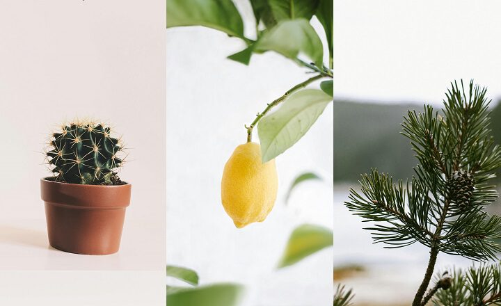 Ein Arrangement aus drei Pflanzen: links ein kleiner Kaktus im braunen Topf, in der Mitte eine am Zweig hängende gelbe Zitrone mit grünen Blättern, rechts ein junger Kiefernzweig vor unscharfem Hintergrund.