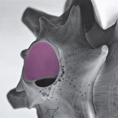 Nahaufnahme einer Muschel in Schwarz-Weiß, deren zentrale Öffnung handkoloriert in kräftigem Fuchsia hervorgehoben ist.